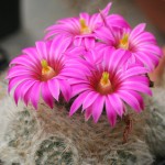 Mammillaria kaktus sukulent
