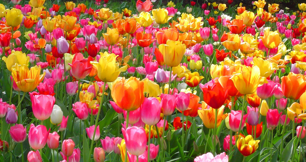Jak pěstovat tulipány? Není to složité
