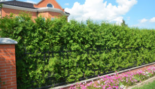 thuja živý plot