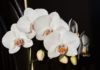 pěstování orchidejí