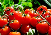 výsev rajčat