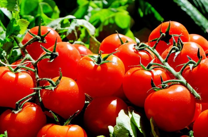 výsev rajčat
