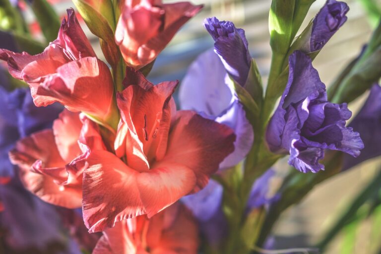 Krása v Zemi: Pěstování Mečíků (Gladiolů)